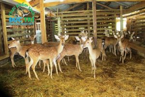 thịt nai đắc lắc