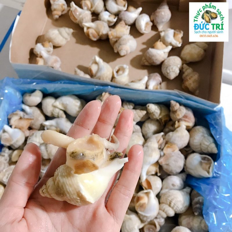 ốc bulot